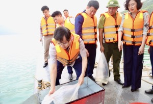 TP Hạ Long: Thả 25.500 con cá giống tái tạo nguồn lợi thuỷ sản