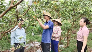 Nông dân Hạ Long: Xây dựng thương hiệu sản phẩm an toàn