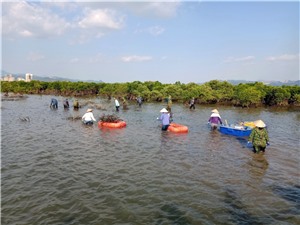 TP Hạ Long: Giữ vững độ che phủ rừng